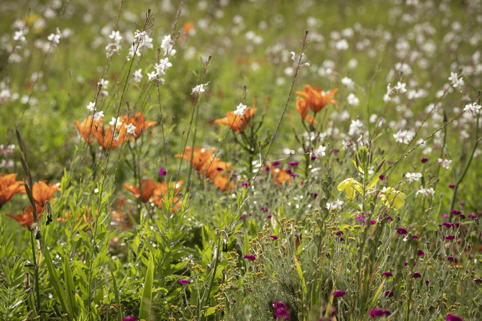 photo de fleurs dans un champ